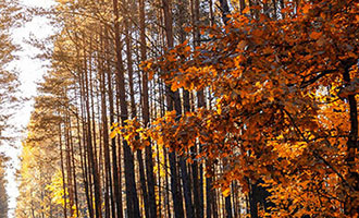 锦柚供应链是棉柚实业旗下品牌一家专注电商供应链的公司。